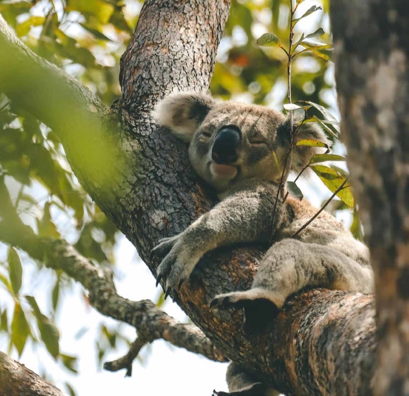 Protected koala reserve alongside the estate